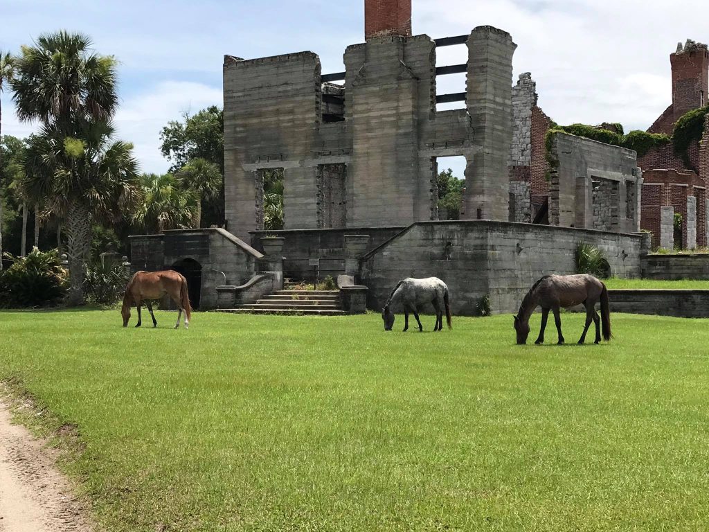 Three wild horses graze on the bright green lawn in front of the weathered, skeletal remains of the Dungeness mansion on Cumberland Island. The crumbling stone and brick structure stands behind them, with palm trees and vines adding to the overgrown, abandoned atmosphere.