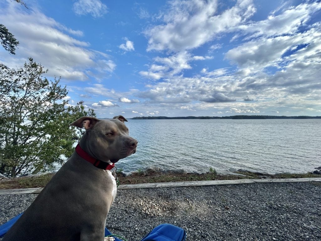 Coco, a large tan dog with a red collar, sits alertly on a blue blanket at a lakeside campsite in Shady Grove Campground. Behind her, Lake Lanier stretches out under a sky filled with dramatic clouds and soft afternoon light.