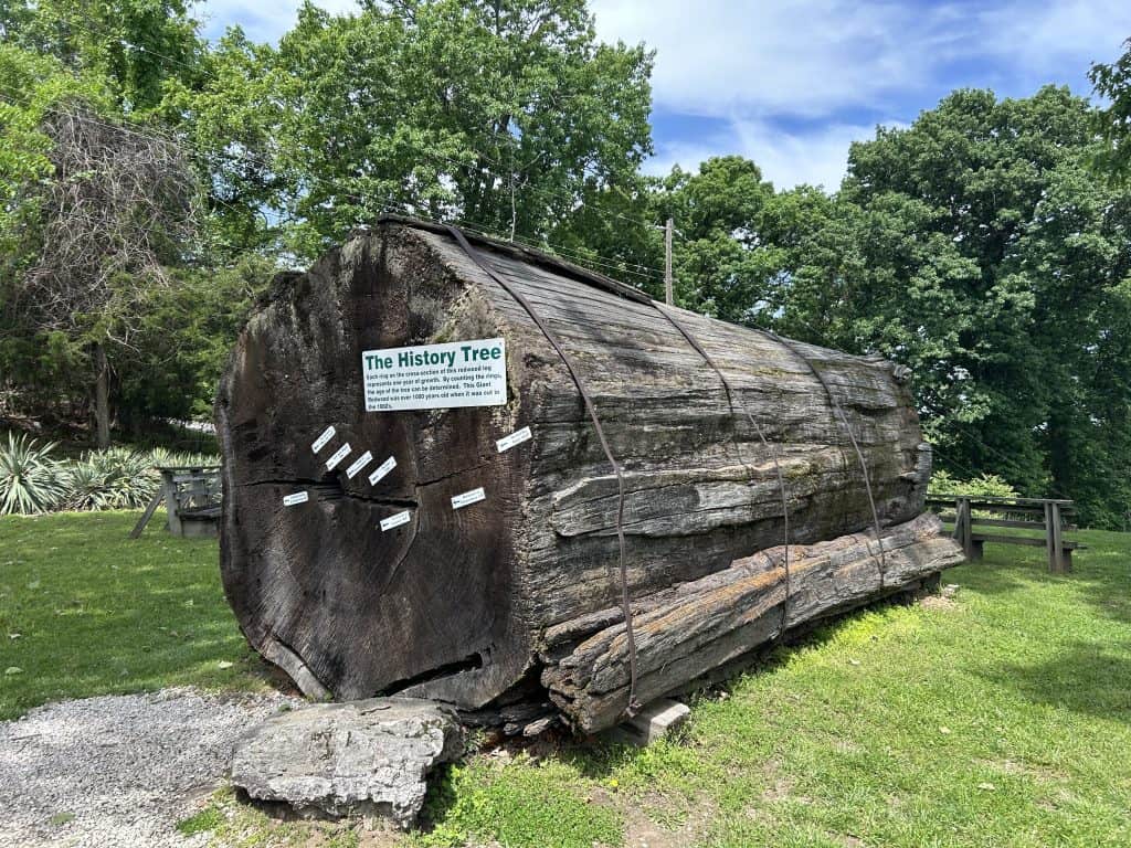 History Tree which is a large log from an old redwood tree that is laying in a grassy field with mature trees in the background