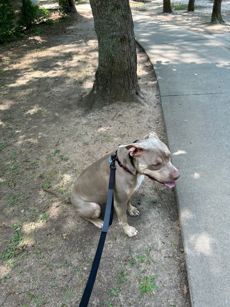 Coco, a large tan dog with a red and black collar, sits on a shaded dirt path beside a sidewalk, panting while on a leash during a walk near trees.