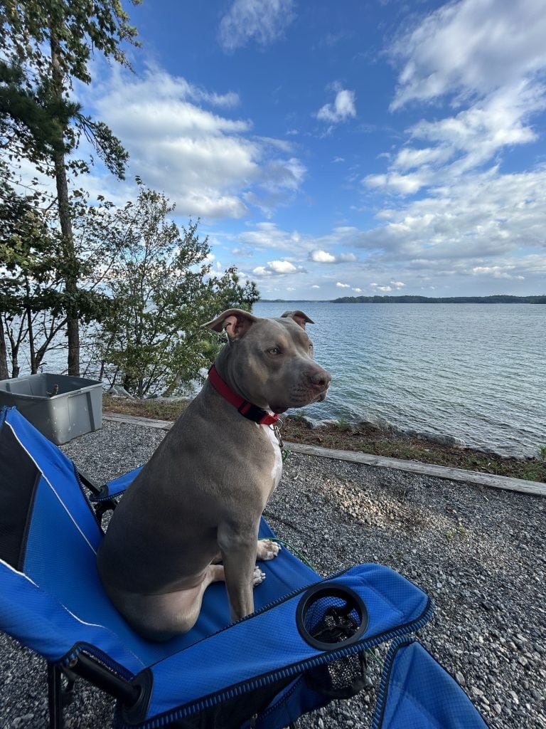 Coco, a large tan dog with a red collar, sits upright in a blue camping chair beside a lake, with calm water, scattered clouds, and distant shoreline under a bright blue sky.