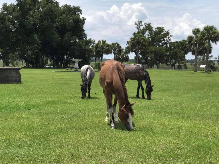 Wild horses grazing on a wide, green field under a sunny sky on Cumberland Island, with palm trees and scattered ruins in the background. This peaceful scene highlights one of the most iconic things to do on Cumberland Island—spotting the free-roaming horses in their natural coastal habitat.