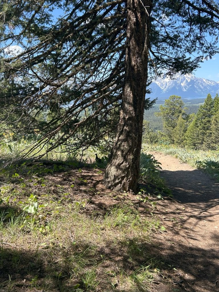 A tall pine tree casts shade over a dirt trail, with a grouse partially hidden beneath its lower branches. Beyond the tree, evergreen forest and snow-capped mountains are visible under a clear blue sky.