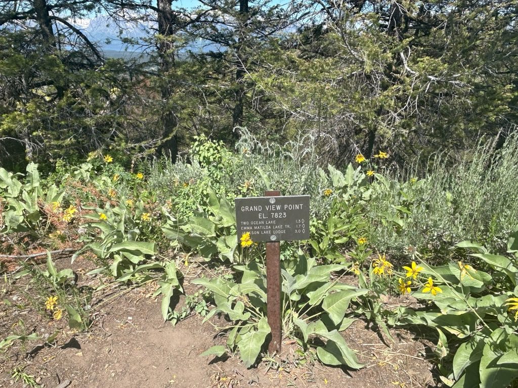 A small brown trail sign reading “Grand View Point, El. 7823” stands among green plants and yellow wildflowers, with distances listed to nearby lakes and a lodge. Sunlight filters through the surrounding pine trees, casting dappled shadows on the dirt path.