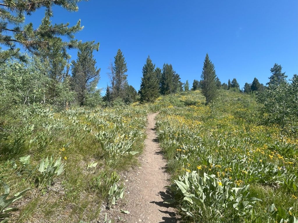 A narrow dirt trail winds uphill through a sunlit meadow filled with green plants and clusters of yellow wildflowers. Evergreen trees line the horizon beneath a clear, vivid blue sky.