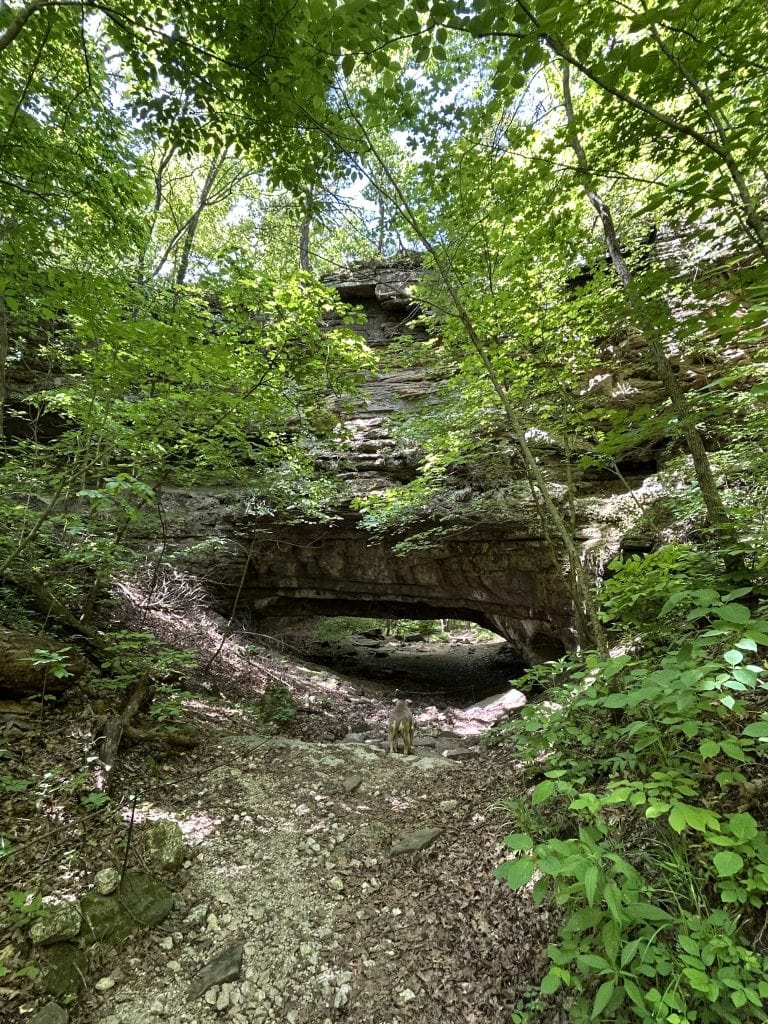 A natural stone bridge rises from the forest floor at Ha Ha Tonka State Park in Missouri, framed by dense green foliage and dappled sunlight. The rocky trail leading to the bridge is surrounded by trees, and a dog stands near the center, adding a sense of scale to the massive rock formation.