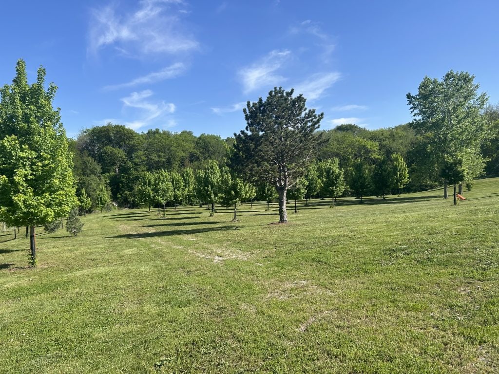 Wide open grassy field at Hidden Falls Cabins & RV Park lined with rows of young trees under a bright blue sky. A single tall evergreen stands near the center, with forested hills in the background.