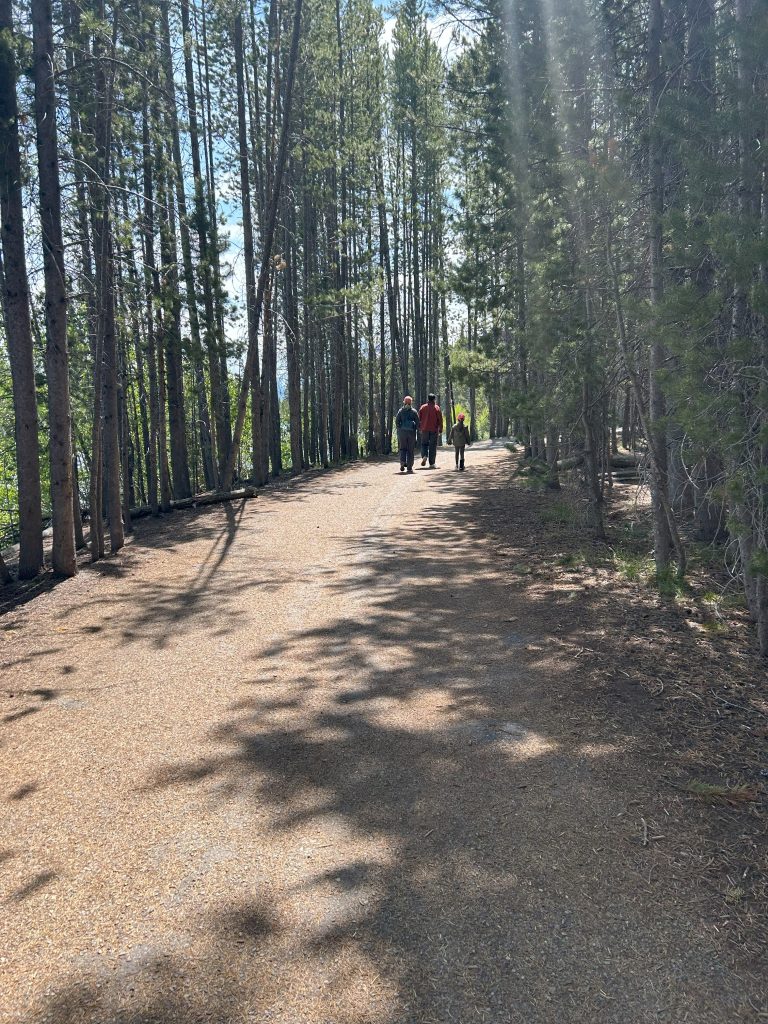 A group of hikers, including a child, walk along a wide, well-maintained path surrounded by tall pine trees on the Lakeshore Trail in Grand Teton National Park. Dappled sunlight filters through the trees, emphasizing the peaceful and family-friendly nature of this easy hike.