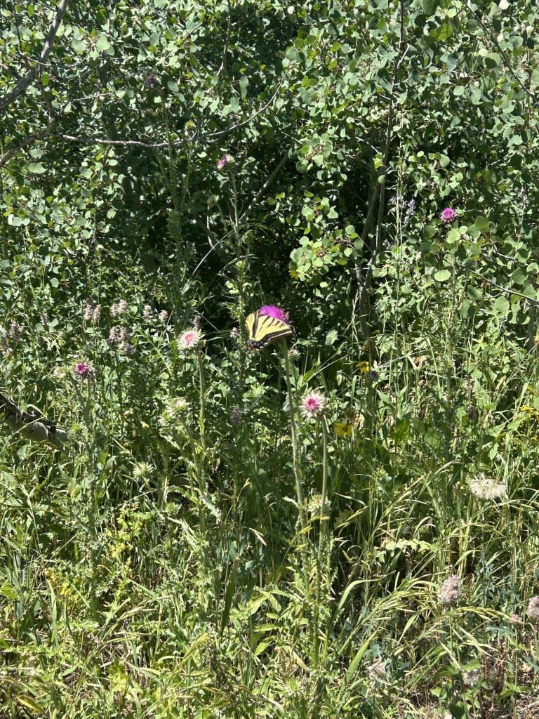 A yellow and black butterfly feeds on a bright pink wildflower in a sunlit meadow. Tall grasses and leafy green plants fill the background, with more pink flowers scattered throughout.