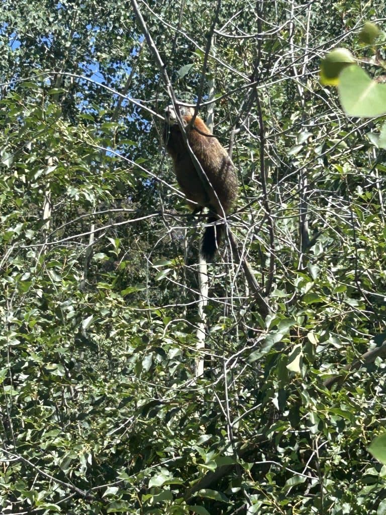 A marmot perches on thin branches in the middle of a leafy green tree, its brown and tan fur standing out against the dense foliage. Sunlight highlights the animal as it balances among the twigs with a clear blue sky in the background.