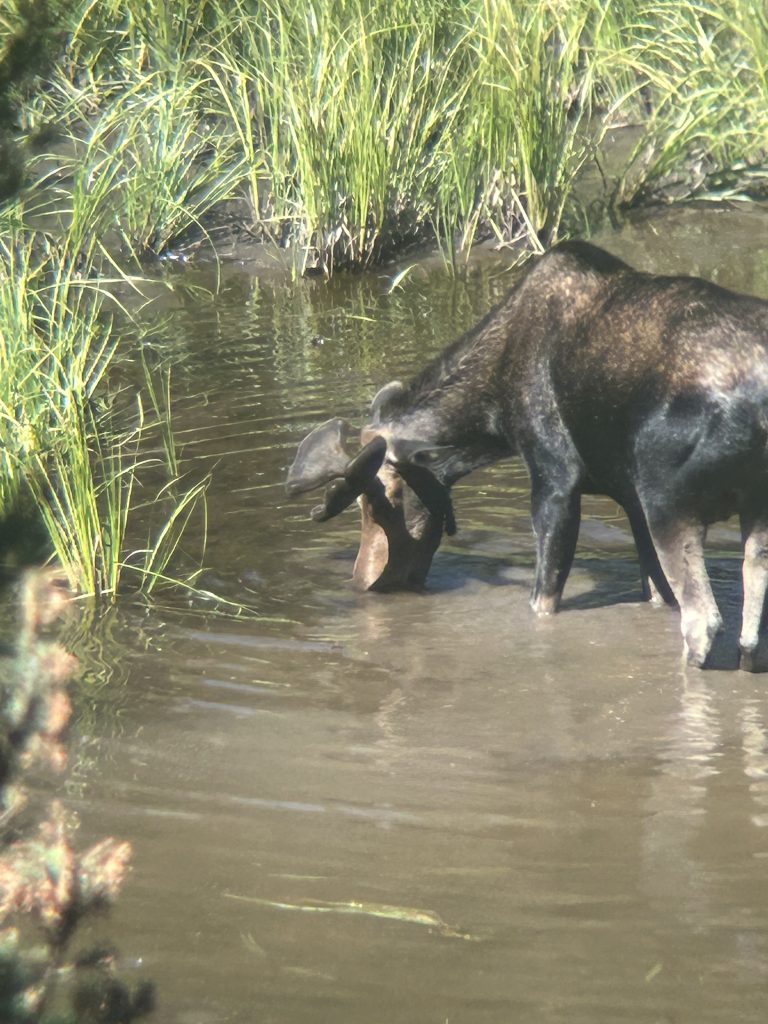 A moose stands in shallow water near tall green grasses, lowering its head beneath the surface to feed. Sunlight highlights its dark brown fur and the velvety texture of its antlers above the waterline.