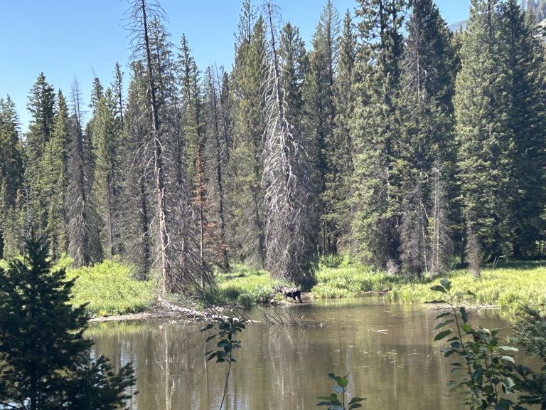 A moose stands at the edge of a calm pond surrounded by tall evergreen trees and bright green grass. Sunlight filters through the forest, highlighting both living and bare trees against a clear blue sky.