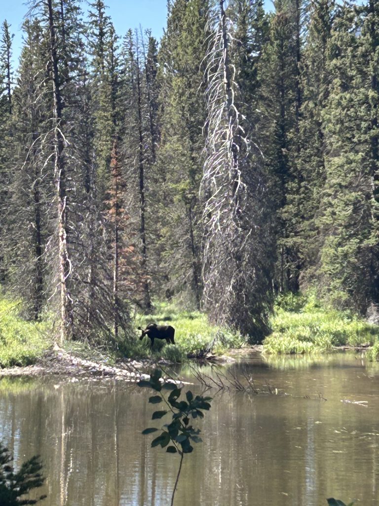 A moose grazes at the grassy edge of a calm pond surrounded by tall evergreen trees and a few bare trunks. Sunlight filters through the forest, casting reflections on the water under a clear blue sky.