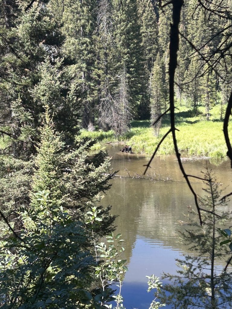 A moose stands in shallow water near a grassy shoreline, surrounded by dense evergreen forest. The scene is framed by tree branches in the foreground, with the calm pond reflecting the greenery and blue sky.