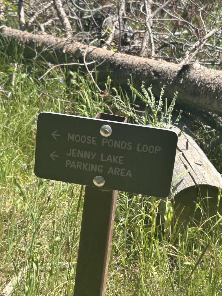 A brown trail sign with light colored lettering points left toward Moose Ponds Loop and Jenny Lake Parking Area. The sign stands in tall grass beside a fallen tree in a sunlit forest clearing.