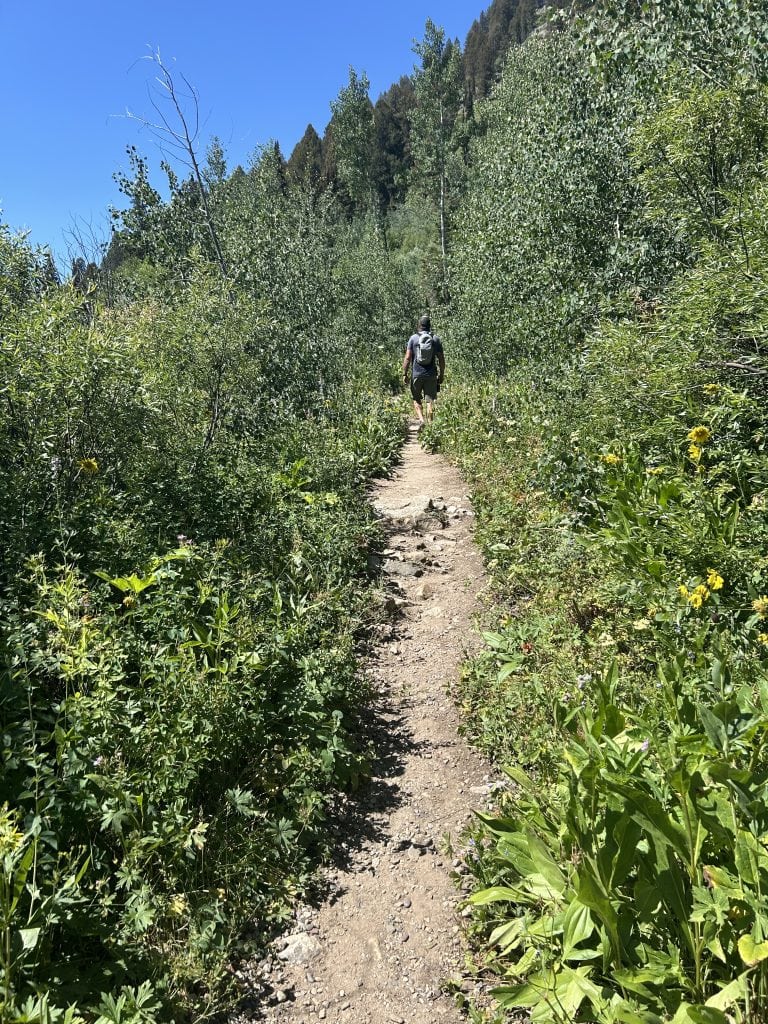 A male hiker with a gray backpack walks along a narrow dirt trail surrounded by dense green foliage and wildflowers. The path winds toward a backdrop of tall trees and blue sky on a sunny day.