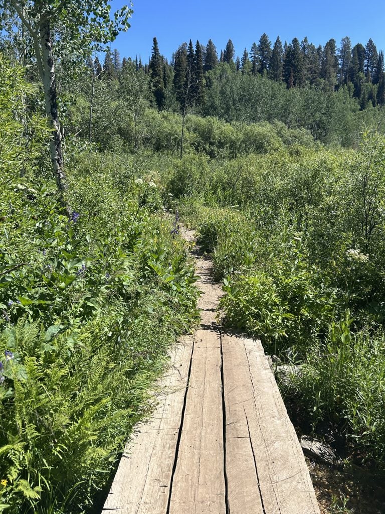 A narrow wooden footbridge crosses through lush green vegetation under a bright blue sky. Tall evergreen trees rise in the background, framing the scenic forested trail.