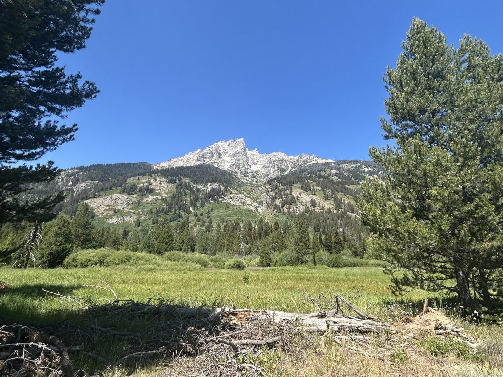 Snow-dusted mountain peaks rise above a lush green meadow bordered by pine trees, under a cloudless blue sky. Fallen branches and logs rest in the grass, adding texture to the foreground.