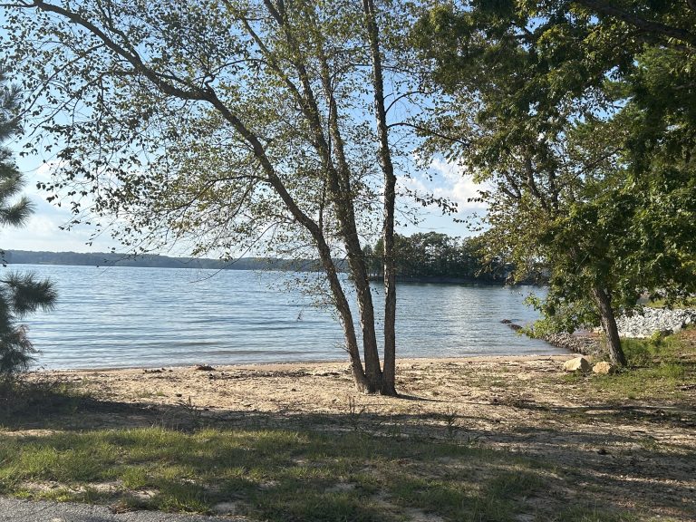 View of a quiet sandy beach shaded by trees at Old Federal Campground, with calm waters of Lake Lanier stretching into the distance under a clear blue sky. A peaceful spot for lakeside relaxation or nature walks.