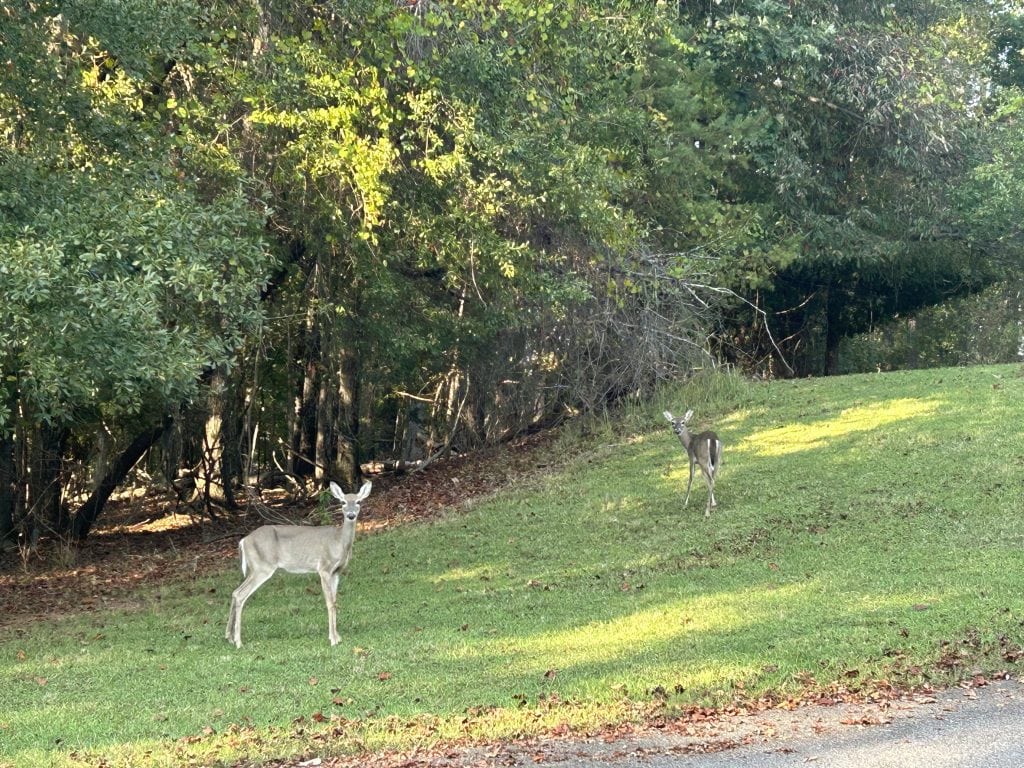 Two deer standing on a grassy slope at River Forks Park on Lake Lanier, near the edge of a wooded area with dense green trees. One deer looks directly at the camera while the other stands farther back in the sunlight.