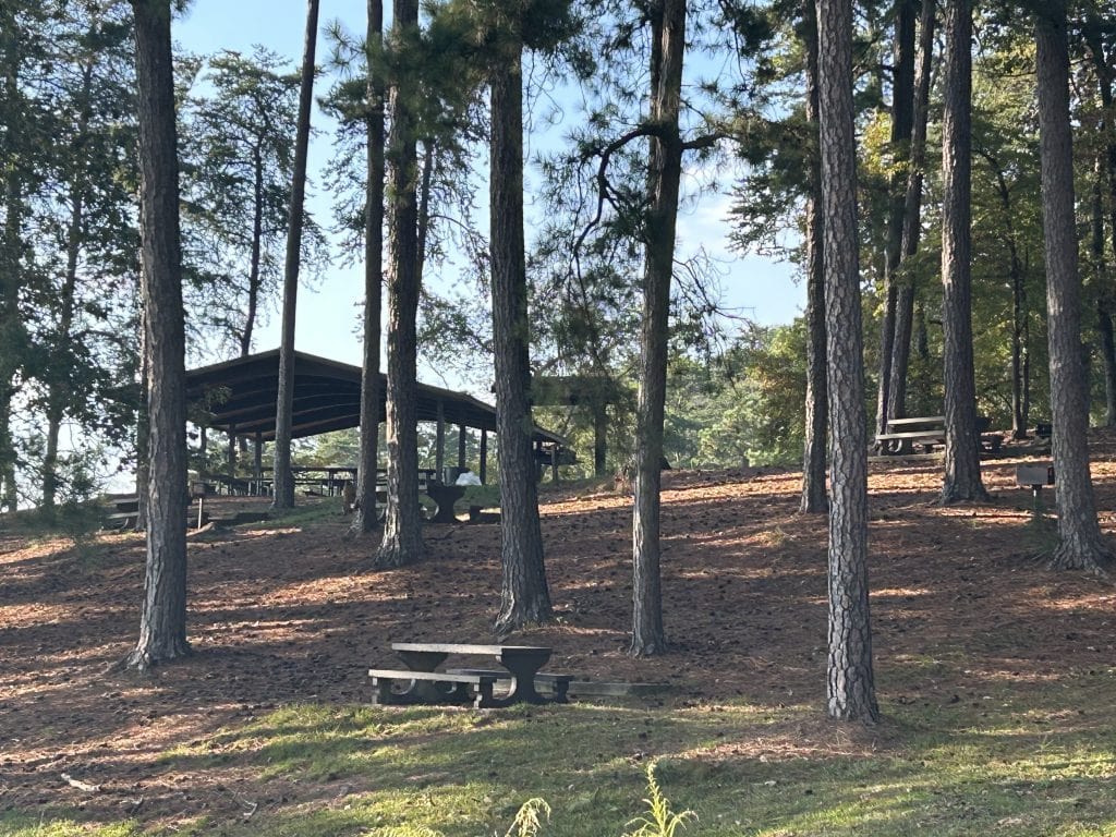 Wooded hillside at River Forks Park on Lake Lanier featuring a covered picnic pavilion surrounded by tall pine trees. Several stone picnic tables and a grill are scattered among the trees on a pine needle-covered slope.