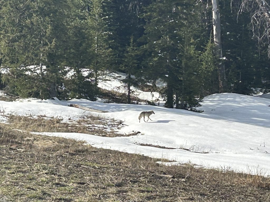 A lone coyote walks across a snowy slope at the edge of a forest, with evergreen trees in the background and patches of exposed ground in the foreground.