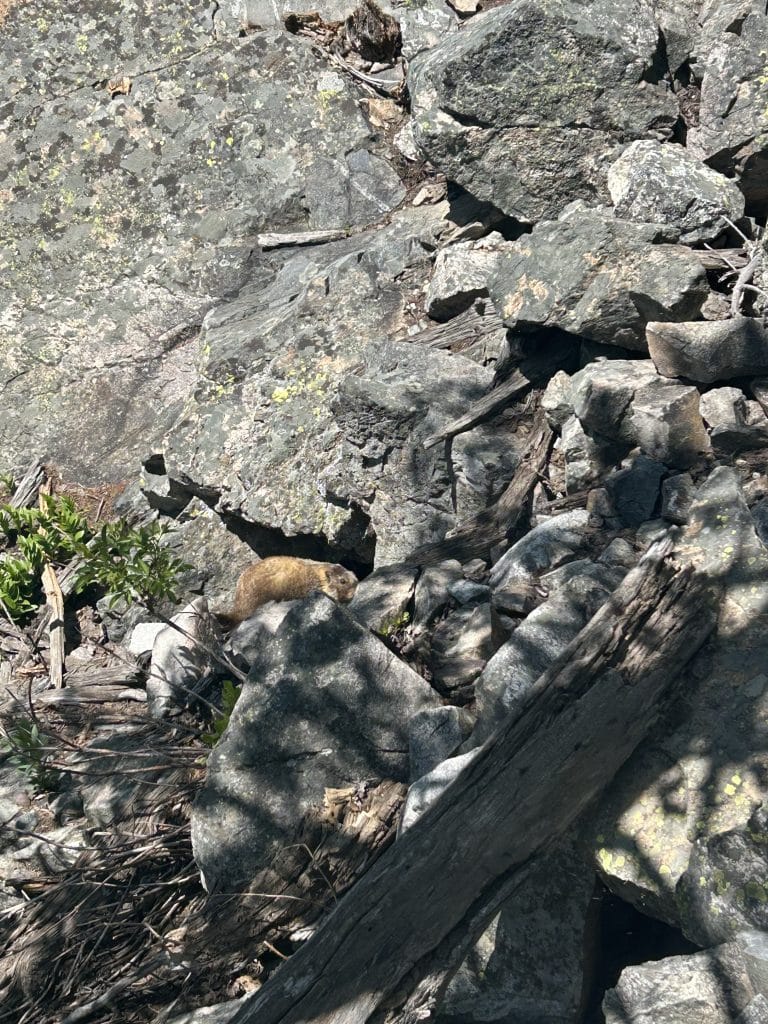 A golden-brown marmot rests on a sunlit rock among a pile of boulders and fallen branches along the Jenny Lake hike to Inspiration Point. The rocky terrain and natural camouflage highlight the wildlife often spotted on the trail.