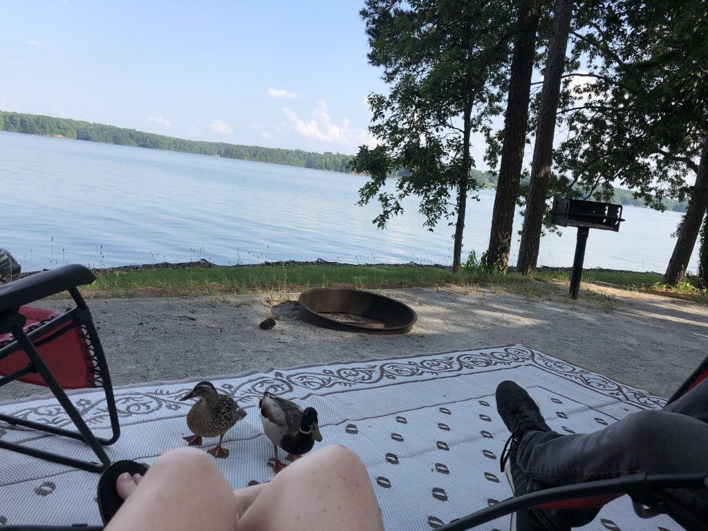 A lakeside campsite at Old Federal Campground features a fire ring, grill, and two ducks walking across an outdoor mat, with two people relaxing in chairs. The view overlooks calm waters and a forested shoreline under a clear blue sky.