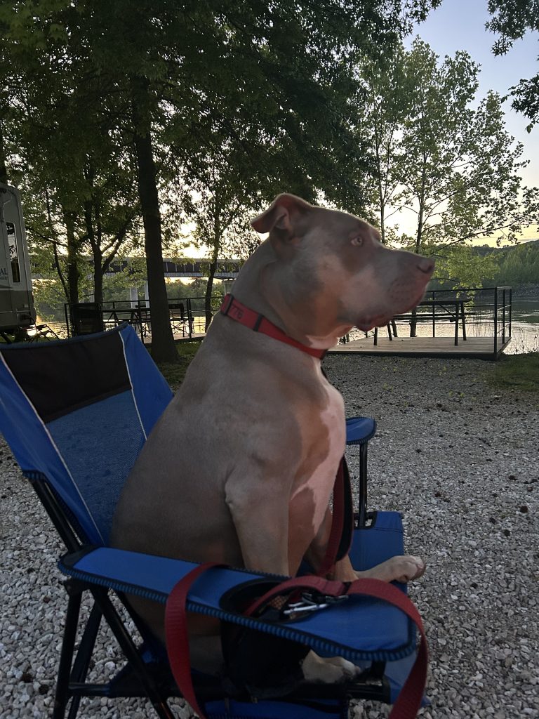 Coco, a large tan and white dog wearing a red collar, sits upright in a blue folding chair at a campsite. She gazes toward a lake at sunset, with trees and a picnic table silhouetted against the golden light in the background.