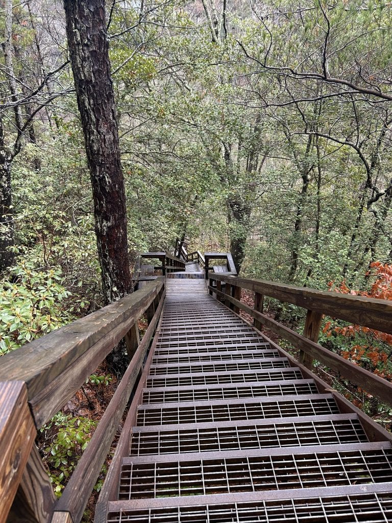 A steep staircase with metal grates and wooden railings descends through a dense forest, leading toward the Tallulah Gorge suspension bridge. Surrounded by lush greenery and damp leaves, the stairs appear rugged and well-worn from heavy use.
