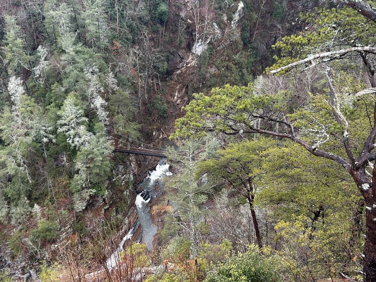 A distant view of the Tallulah Gorge suspension bridge shows it tucked among tall evergreens and bare trees, spanning the rocky gorge above a rushing waterfall. The bridge appears small against the steep, forested canyon walls, highlighting the scale and natural beauty of the landscape.