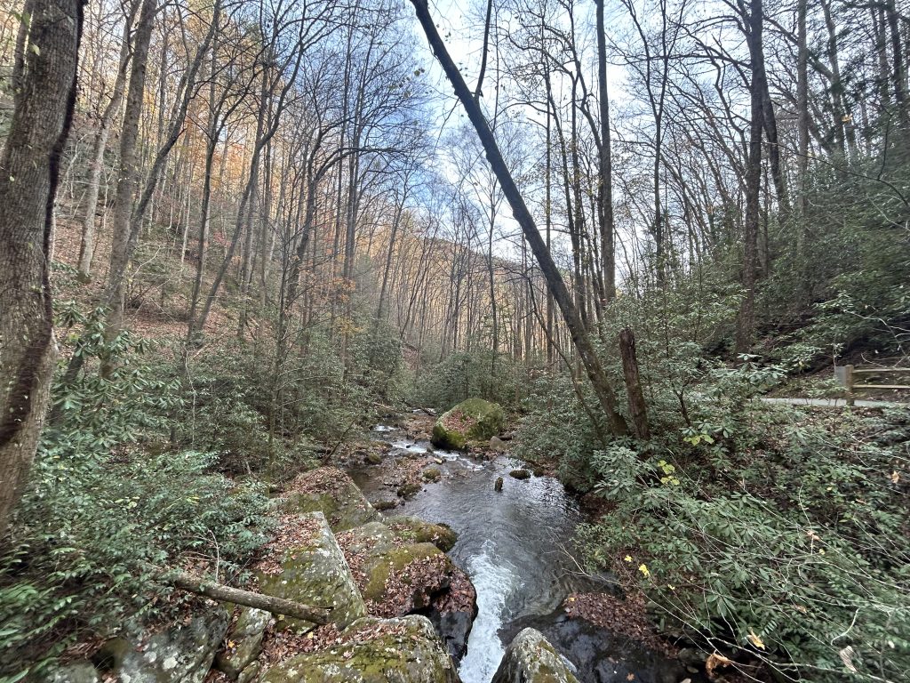 A peaceful forest stream winds through moss-covered rocks and fallen leaves, surrounded by dense greenery and tall, bare trees in late autumn near the Anna Ruby Falls trail. Soft light filters through the overcast sky, highlighting the quiet, natural beauty of the landscape.