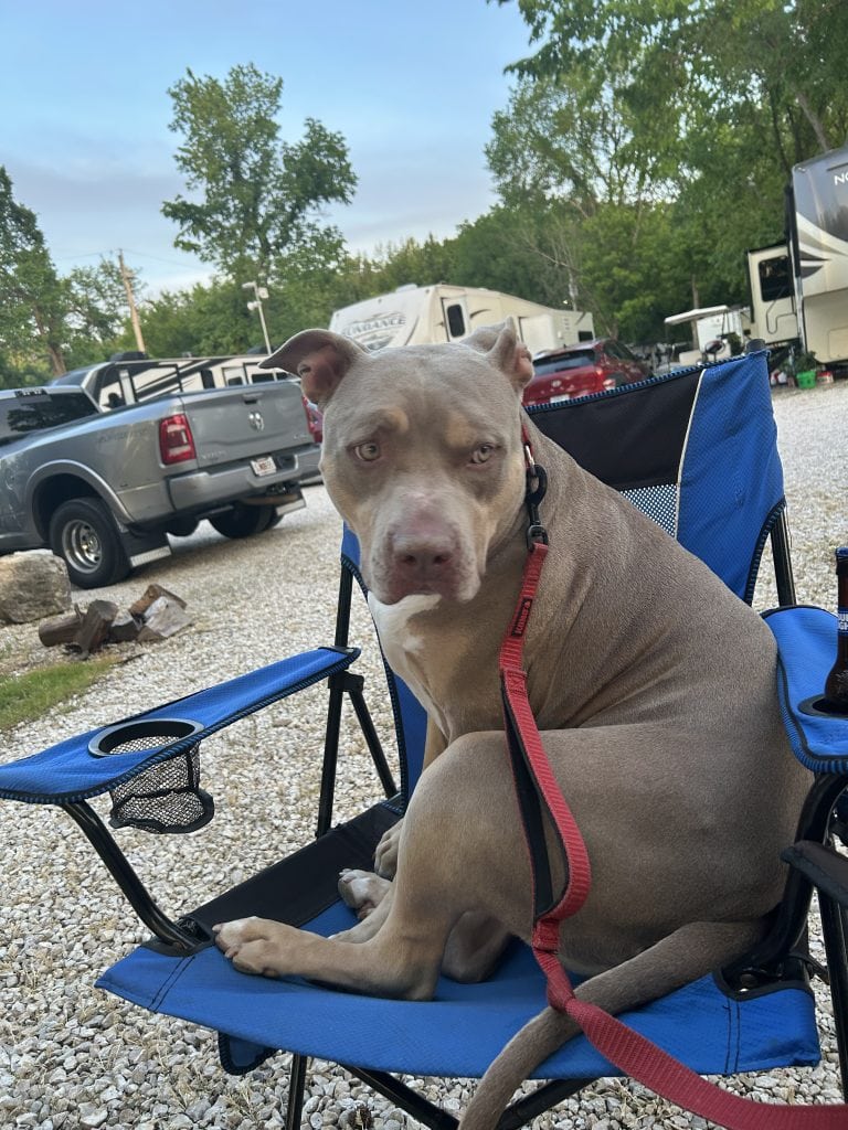 Tan dog with a red leash sitting curled up in a blue camping chair at an RV campground surrounded by trucks and campers. The relaxed campsite scene captures the fun and comfort of RVing with dogs during an evening outdoors.