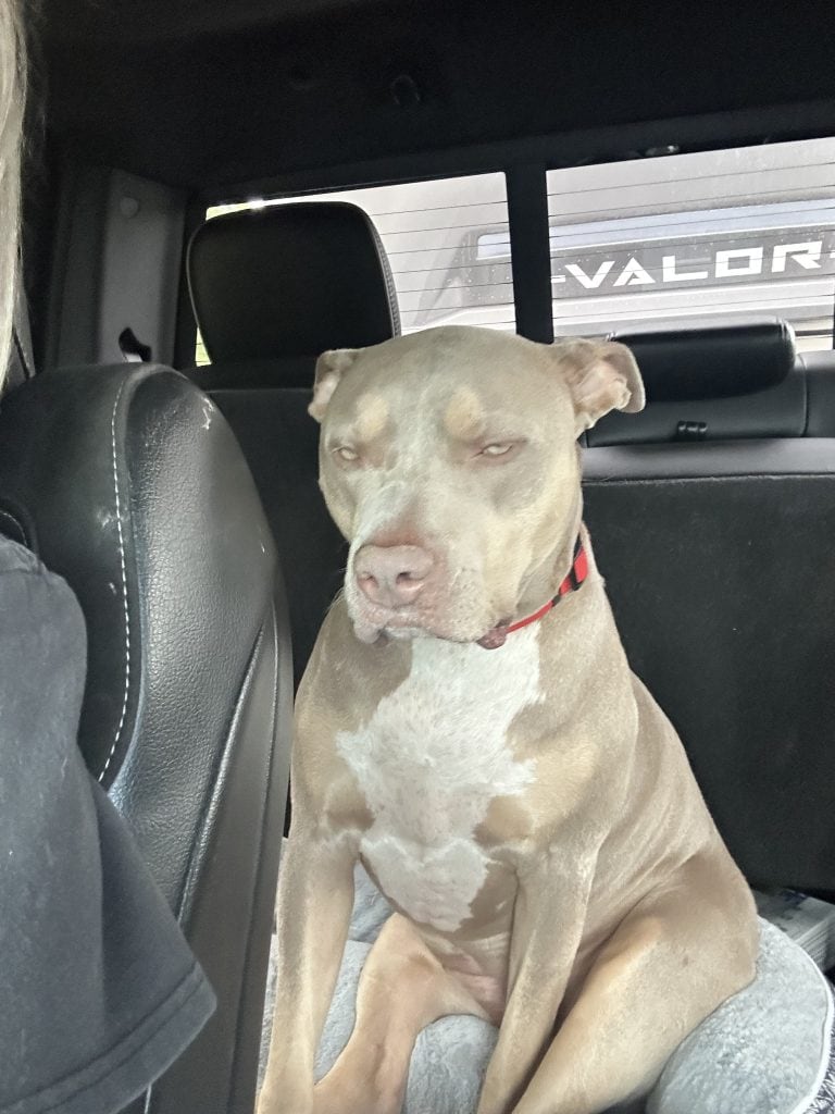 Coco, a tan dog with a white chest and red collar, sits on a cushioned pet bed in the back seat of a pickup truck. The RV being towed is visible through the rear window, illustrating that pets should ride in the tow vehicle and not inside a towable RV while traveling down the road.