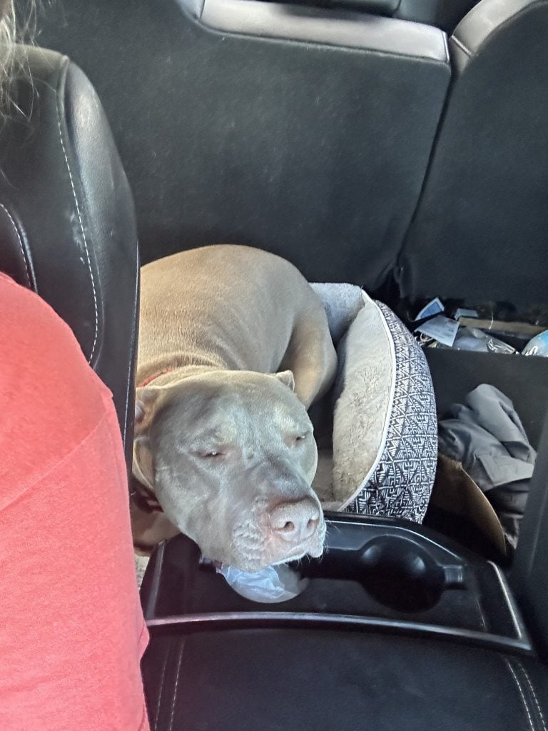 Coco, a large tan dog, curled up asleep in a round pet bed on the back seat of a vehicle during an RV road trip. The dog rests its head near the center console, showing how comfortable dogs can be while traveling in an RV with dogs.