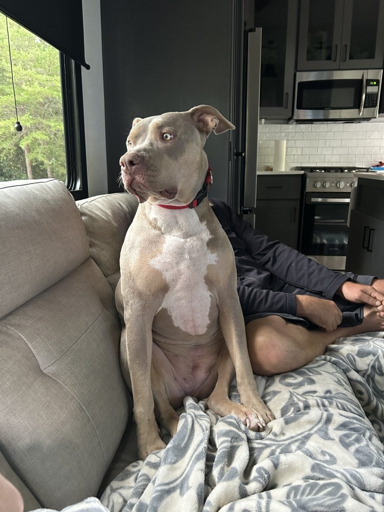 Gray and white dog sitting upright on a couch inside a modern fifth wheel RV while looking out the window. The cozy RV interior and relaxed pet show how comfortable RVing with dogs can be during full time travel.