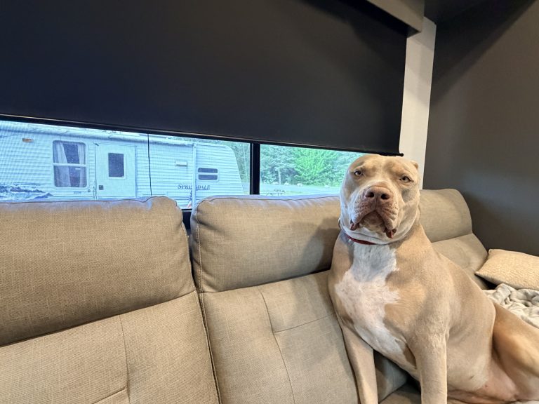 Tan and white dog sitting upright on a beige RV sofa beside a window with the blinds partially lowered. The dog looks directly at the camera while resting inside the RV.