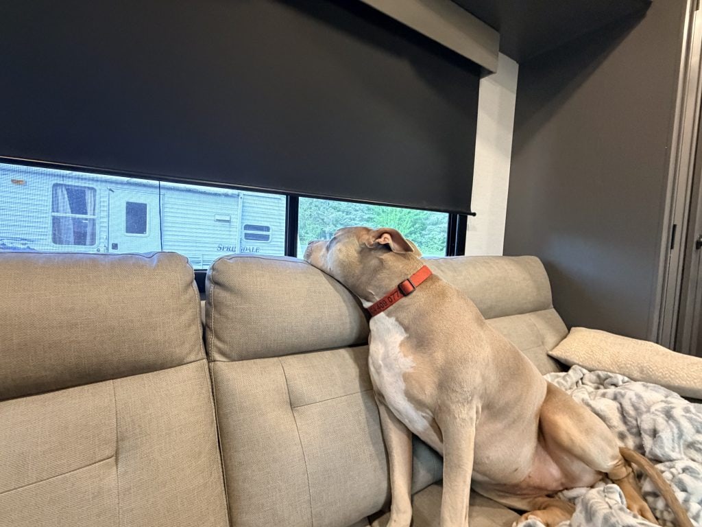 Tan and white dog sitting upright on a beige RV sofa beside a window with the blinds partially lowered. The dog looks out the window while resting inside the RV
